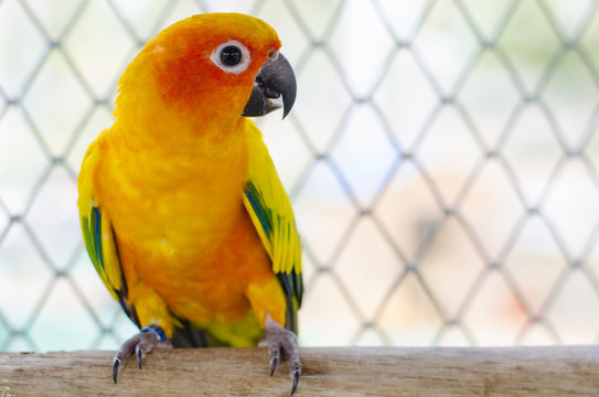 Sun Conure