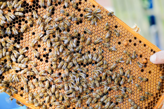 Bienen, verschlossene Brutwaben