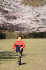 Fototapeta premium かけっこする幼児(4歳児)と桜