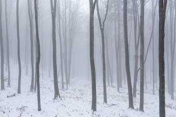 Tree forest in winter in black and white