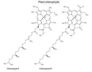 Structural chemical formulas of plant pigments chlorophylls