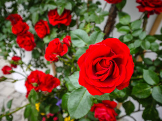 close up of red rose garden
