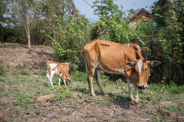 thin cow eat grass