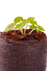 Young sprout in coco substrate, coleus plant