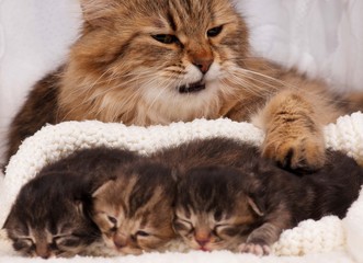 Plakat Siberian kittens