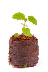 Young sprout in peat tablet, mint plant