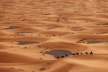 Fototapeta na wymiar Sahara, Camel Ride pole, a szczęśliwi ludzie cieszący