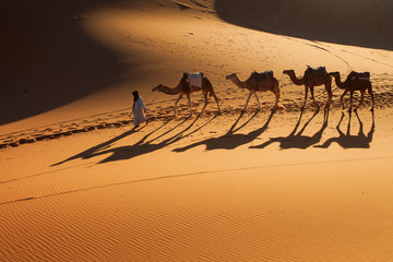 Desert Sahara, Camel Ride Caravan, Enjoying and happy People