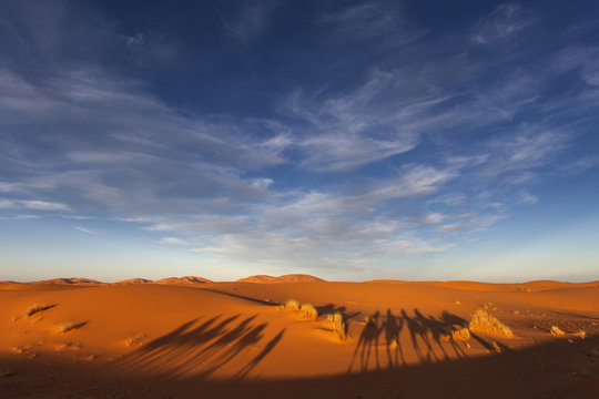 Tourist Camel Caravana in Morocco Sahara with two bedouins walki