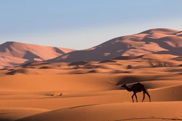 Cercles muraux Sécheresse Camel in the desert Sahara, Morocco