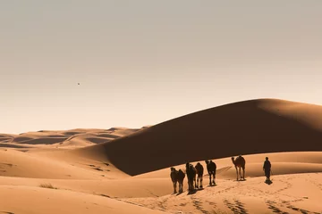 Selbstklebende Fototapete Dürre Sahara Wüste Sanddünen Marokko Nomaden Berber Kamel