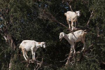 Obraz premium Goats feeding in argan tree. Marocco