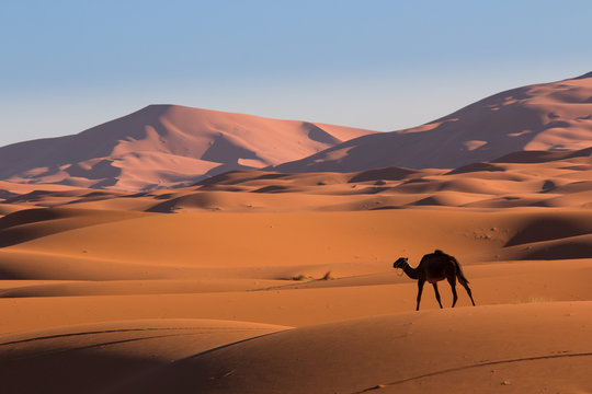 Camel in the desert Sahara, Morocco