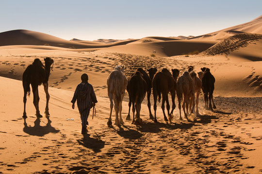 Sahara desert sand dunes morocco nomad Berber camel