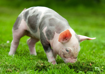 young pig on a green grass