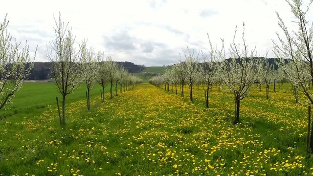 Flight through an appla plantation