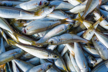 pesce azzurro