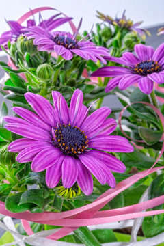 violet daisies