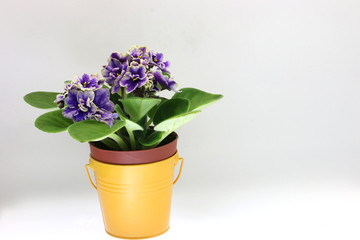 セントポーリア