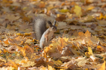 squirrel sitting on leaves