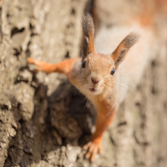 curious squirrel closeup