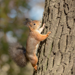 Naklejka na ściany i meble squirrel climbs