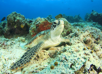 Obraz na płótnie Canvas Green Sea Turtle (Chelonia mydas)