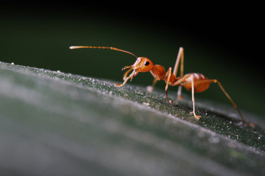 Ant walking on the green leaf