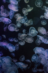 Colourful pattern of Jellyfish in the water