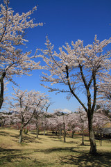 さくらの里の桜と富士山