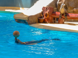 Sea lion playing with a ball in a water show © eldeiv