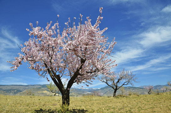 Field of almond blossoms
