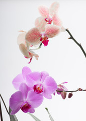 orchid, isolated on white