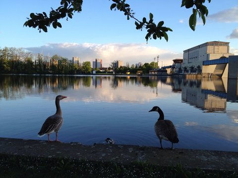 G&auml;nse Staustufe Frankfurt Griesheim