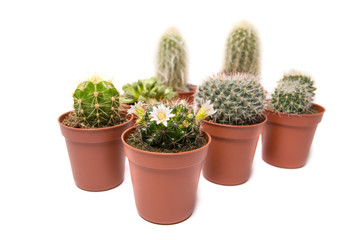 Collection of cactus isolated on white background