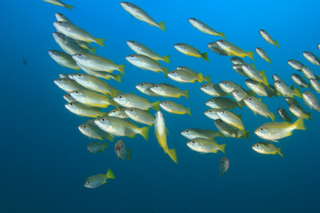 Fototapeta na wymiar Yellow Snapper fish