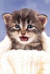 Cute kitten