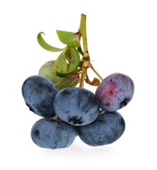 Ripe blueberries