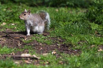 squirrel in the grass