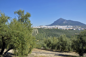 Panoramic view of Rute, Cordoba (Spain) and olive tree