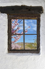 almond grove in flower behind the old wooden window in the wall