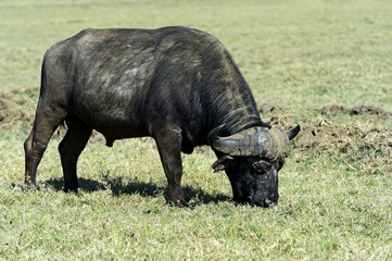 Buffalo