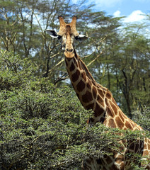 Fototapeta premium Giraffe