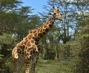 Giraffe