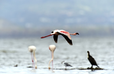 Flamingos