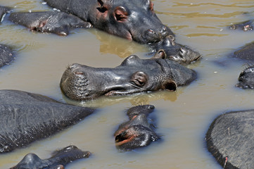 African hippo