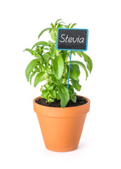 Stevia im Tontopf mit Pflanzenstecker