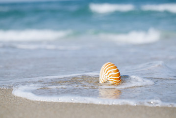 nautilus shell with sea wave,  Florida beach  under the sun ligh