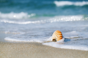 Fototapeta na wymiar nautilus shell with sea wave, Florida beach under the sun ligh