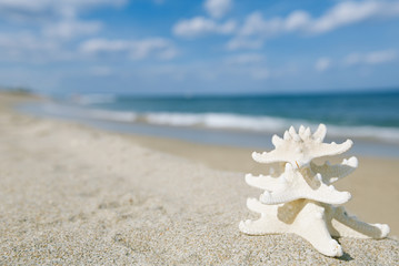 Fototapeta na wymiar white starfish with ocean, beach, sky and seascape, shallow dof
